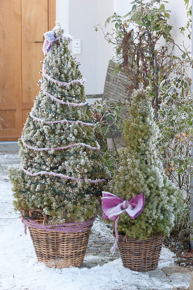 Picea glauca 'Conica' (Sugarloaf spruce) as a Christmas tree