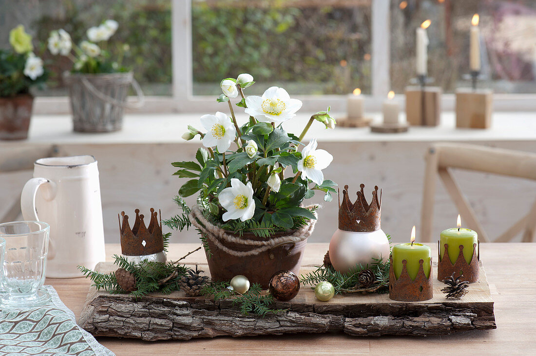 Helleborus niger in a rust pot, candles and Christmas baubles