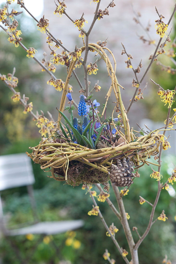 Hanging basket nest made from branches of Cornus stolonifera 'Flaviramea'