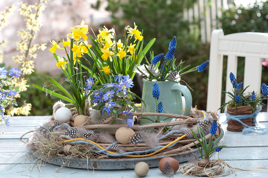 Narcissus 'Tete A Tete', Anemone blanda