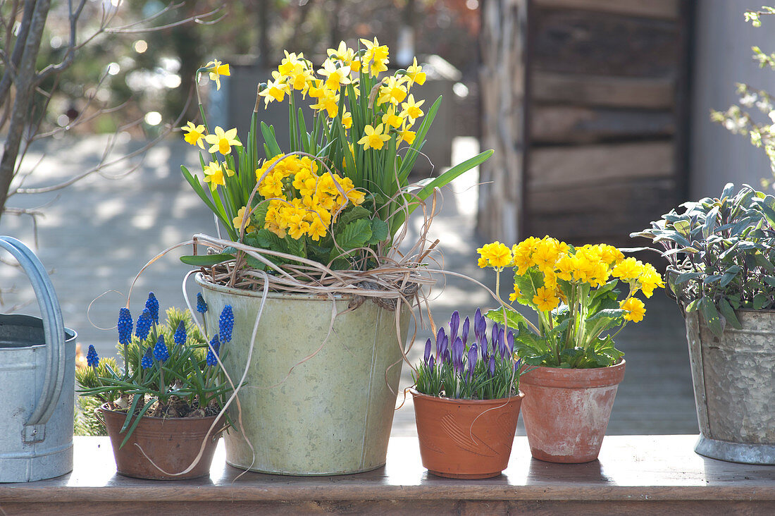 Pots with Narcissus 'Tete áTete', Primula elatior Crescendo