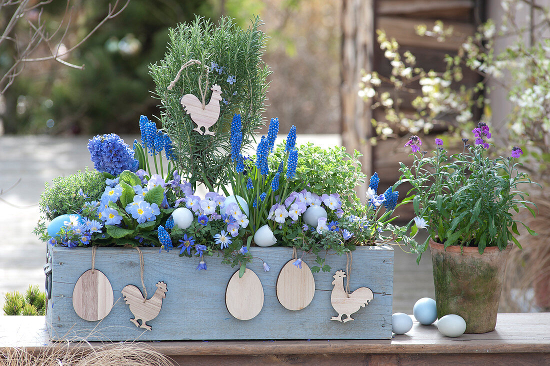 Rosemary, Trunk, Muscari, Viola