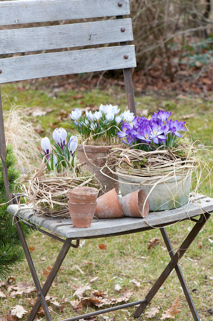 Crocus tommasinianus 'Whitewell Purple', C. chrysanthus