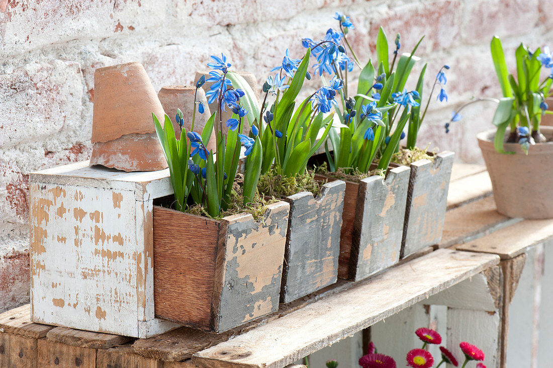 Scilla siberica ( Blausternchen ) mit Moos in Schubladen gepflanzt