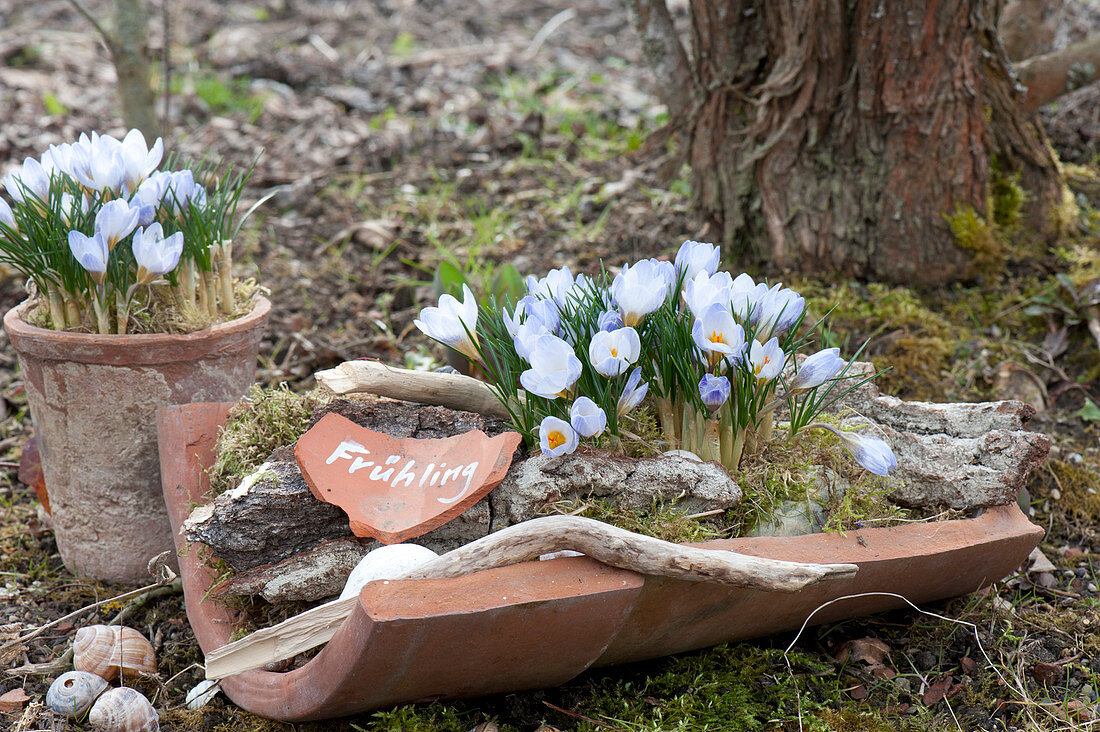 Crocus Chrysanthus 'Blue Pearl', on terracotta