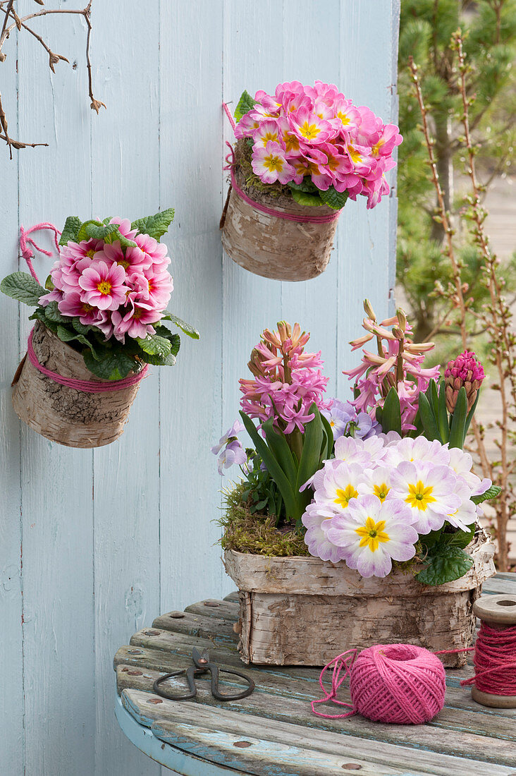 Primula acaulis (primrose), Hyacinthus 'Pink Pearl' (hyacinth)