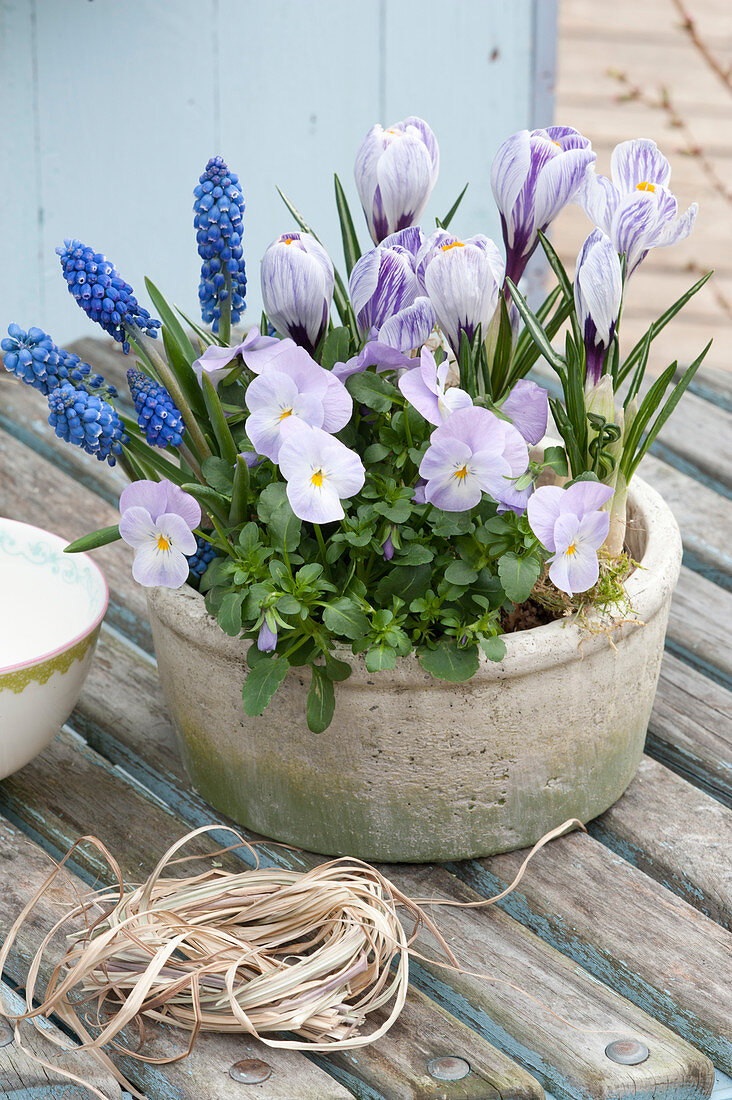 Viola cornuta 'Lavender Blush', Crocus vernus 'Striped Beauty'