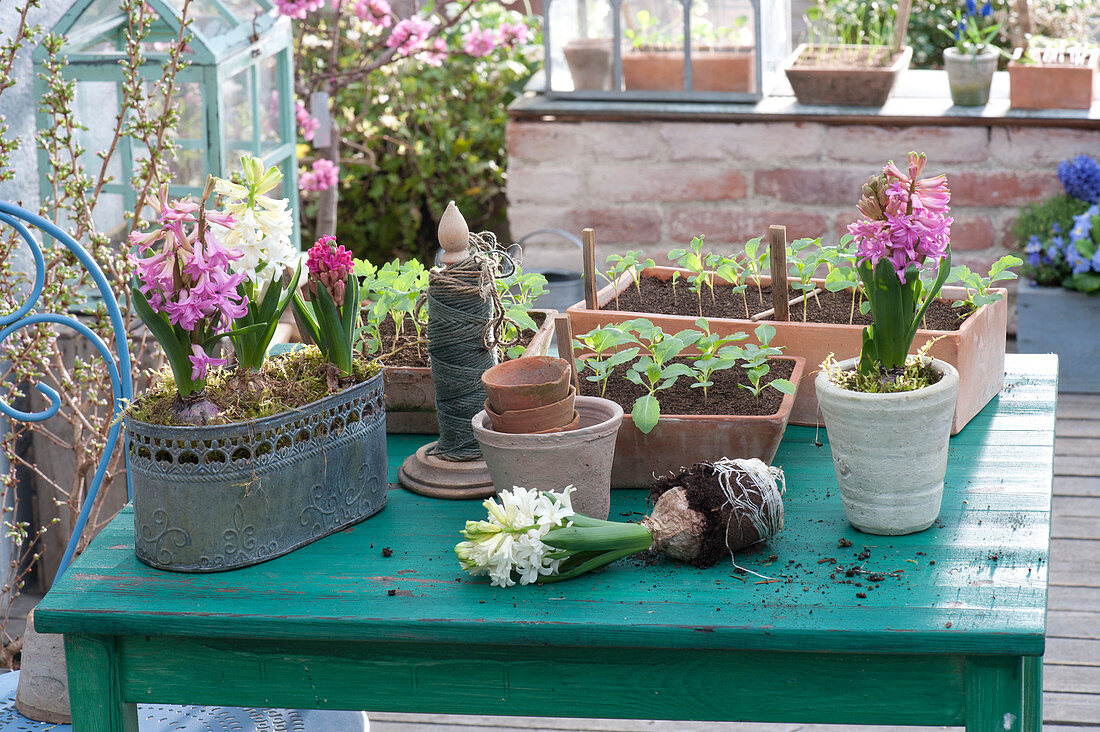 Hyacinthus 'Pink Pearl', 'White Pearl', and boxes of seedlings