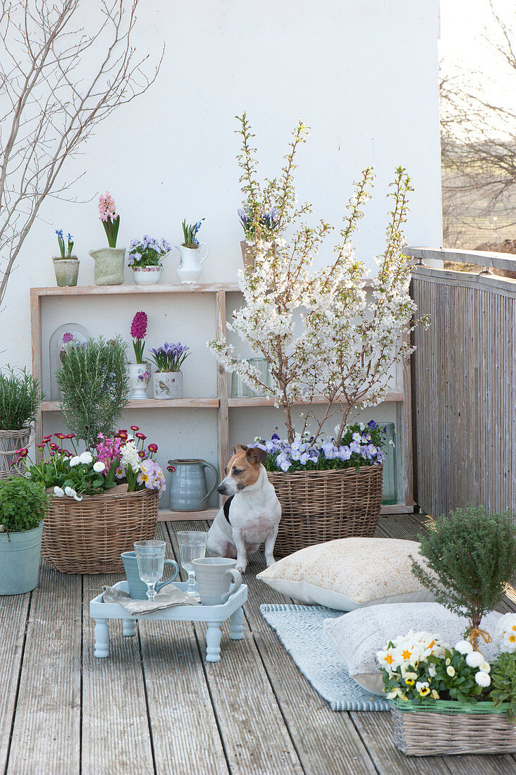 Frühlingsbalkon mit Prunus incisa 'Kojou-no-mai' ( Zierkirsche, März-Kirsche