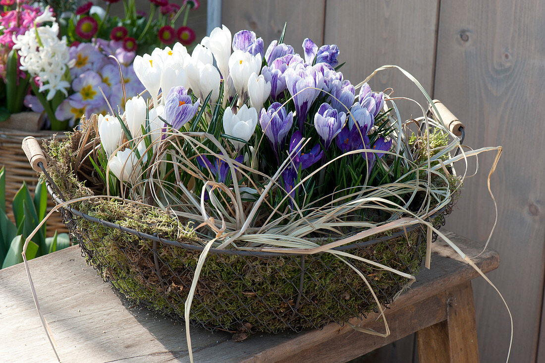 Crocus vernus 'Jeanne D'Arc', 'Striped Beauty' in wire basket