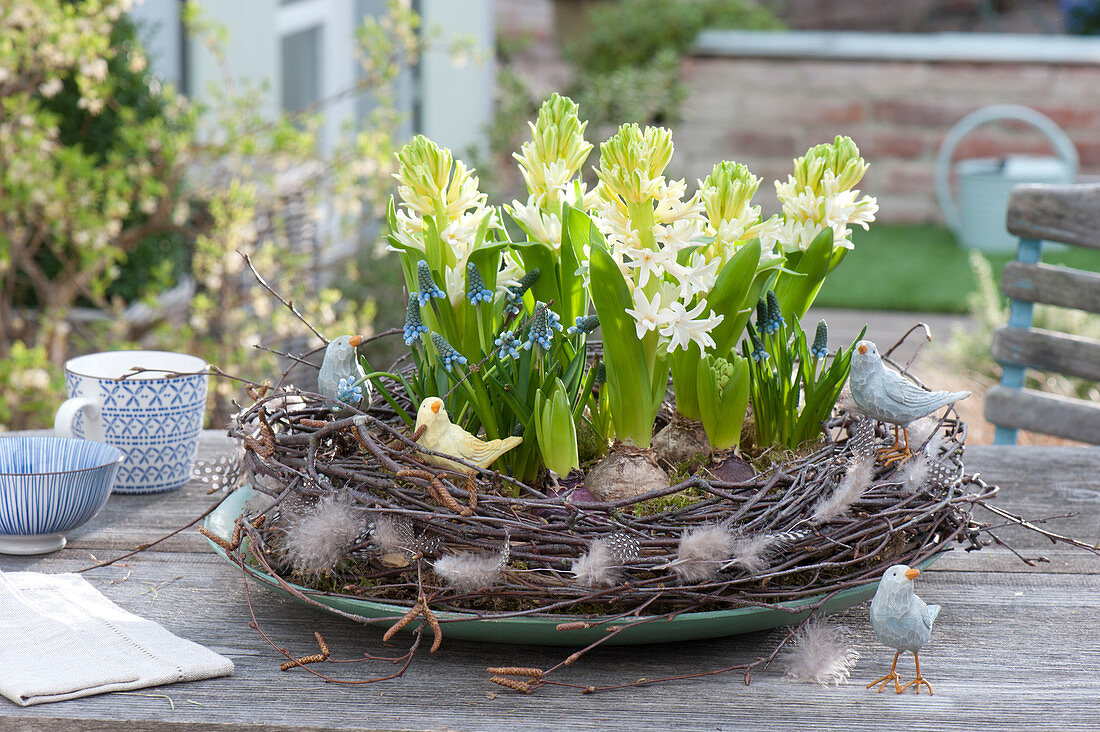 Hyacinthus orientalis and Muscari Aucheri