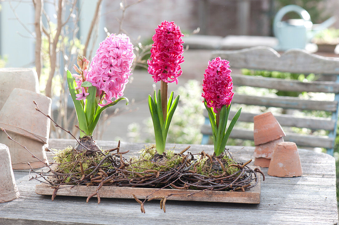 Flowering Hyacinthus (hyacinth) in wreaths of birch branches