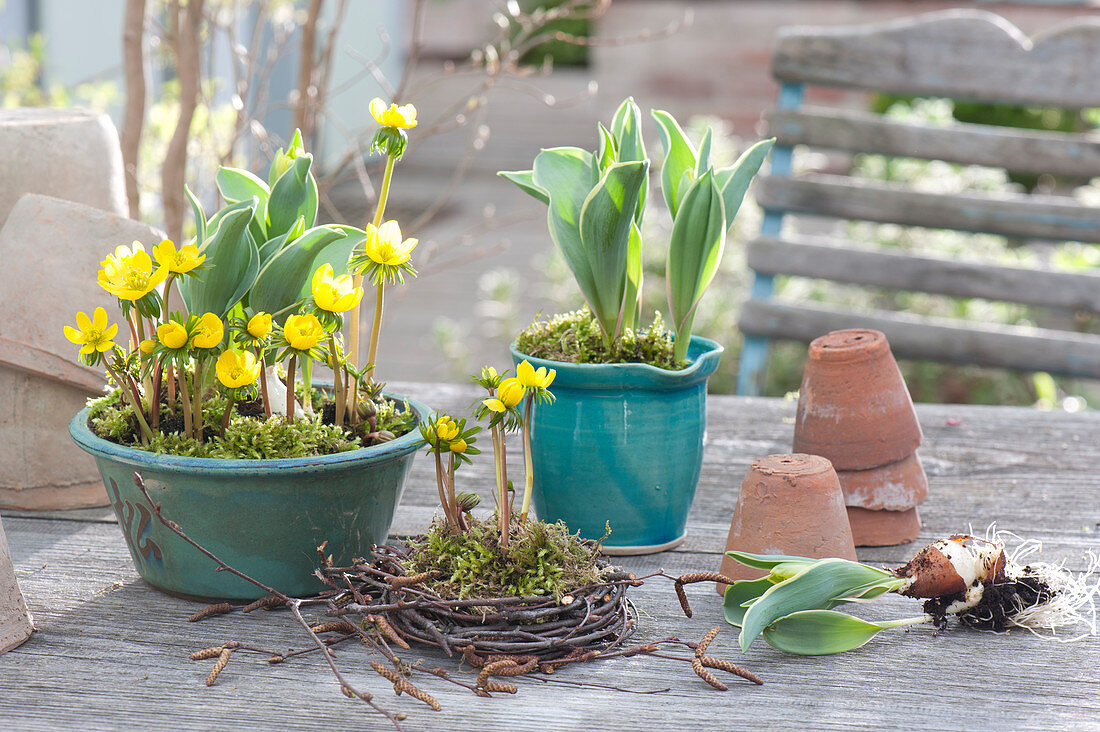 Eranthis hyemalis ( Winterlinge ) und Tulipa ( Tulpen ) in Schale