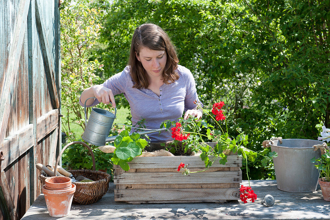 Plant old wine box with summer flowers and tomato