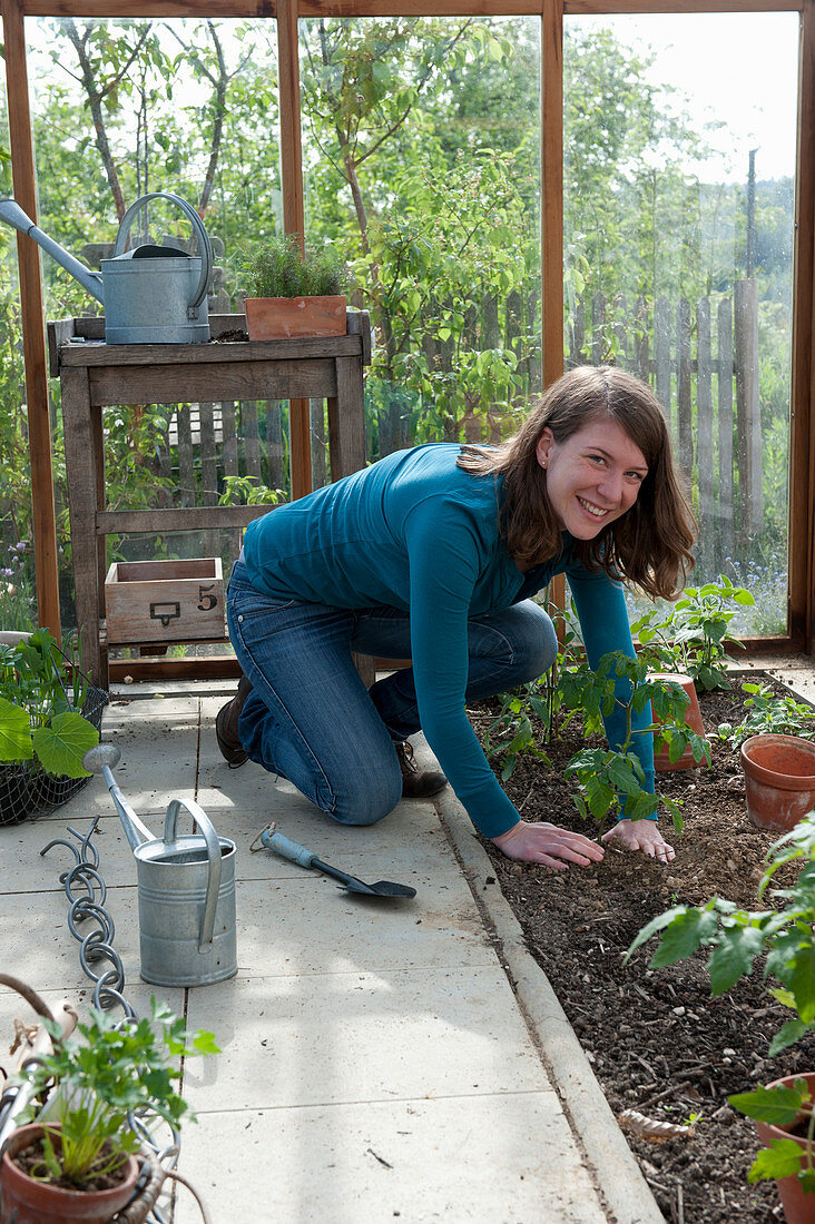 Plant tomatoes in the greenhouse