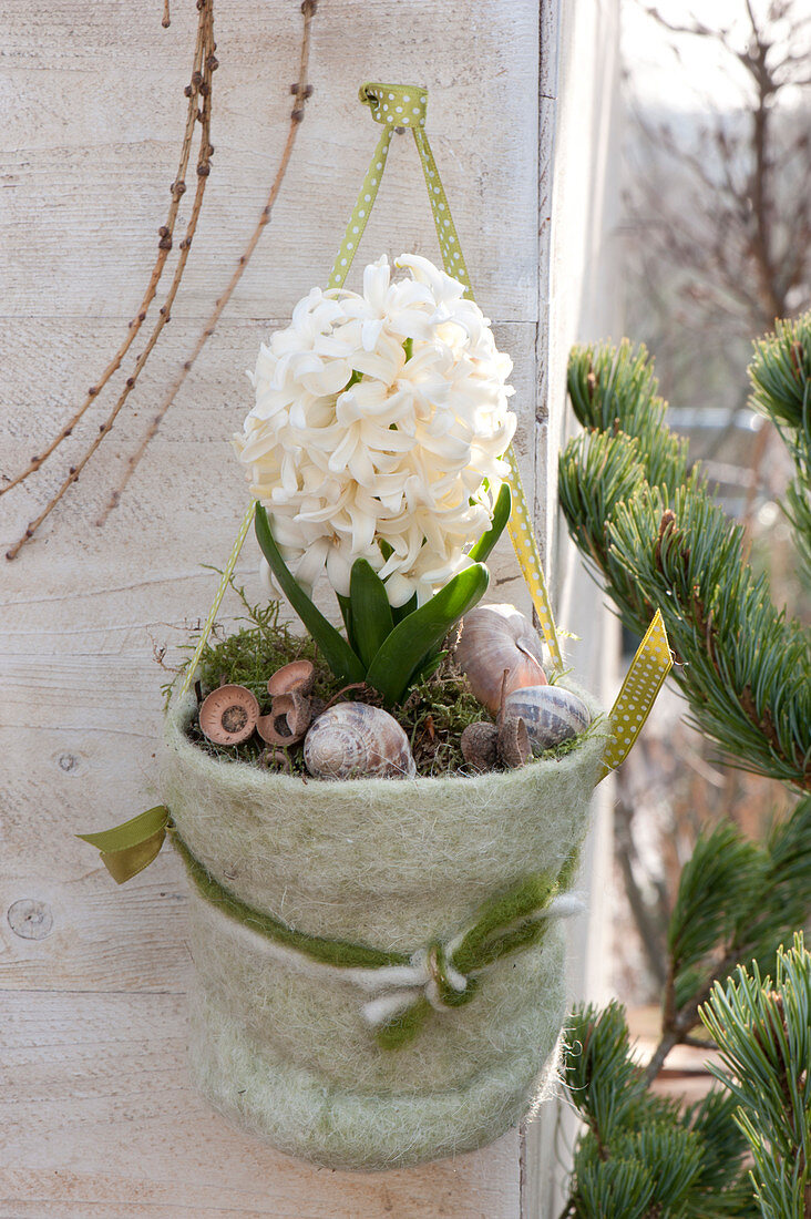 Hyacinthus orientalis 'White Pearl' ( Hyazinthe ) im Filztopf aufgehängt