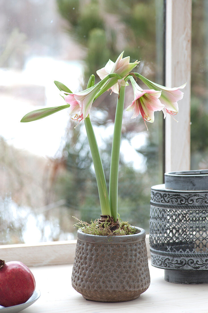 Hippeastrum in gray pot