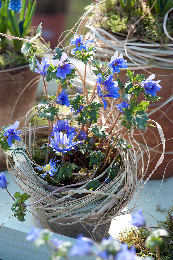 Anemone blanda, with a wreath of grass