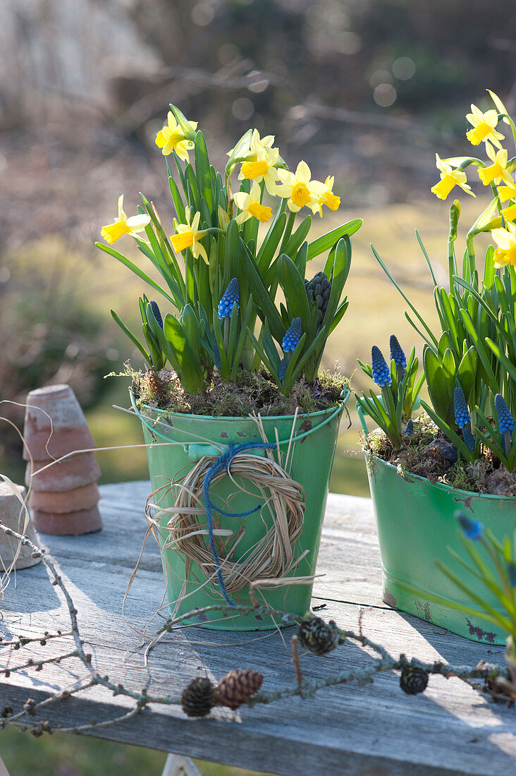 Narcissus 'Tete a Tete' ( Narzissen ) und Muscari ( Traubenhyazinthen )