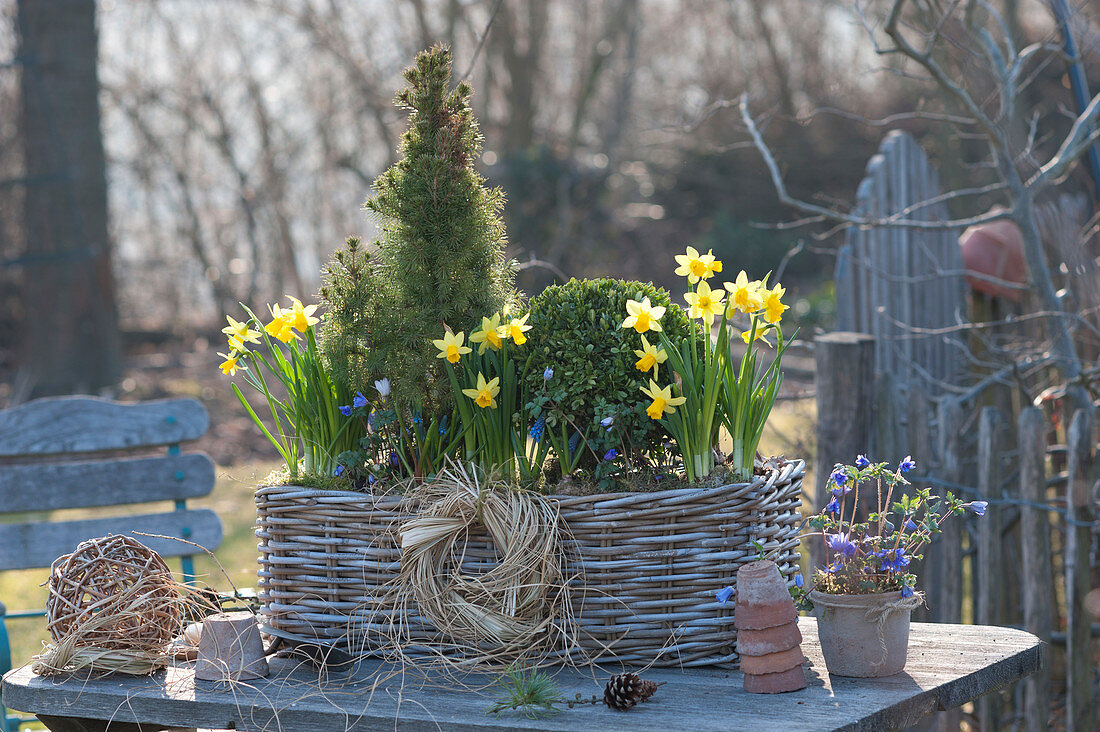 Basket with Picea glauca 'Conica', Buxus