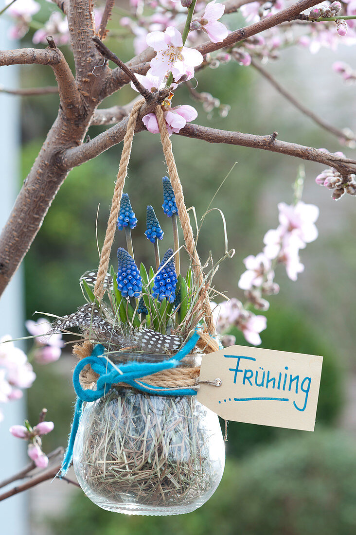 Muscari armeniacum (Grape Hyacinth) hung in glass on tree