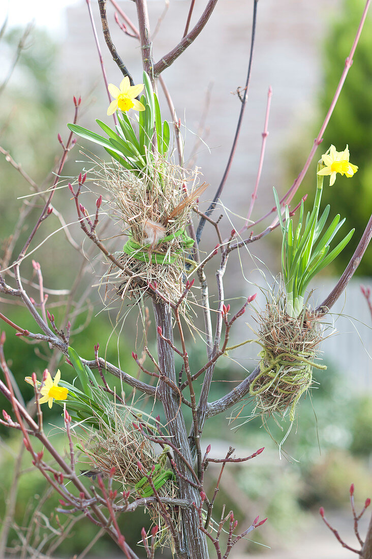 Narcissus 'Tete a Tete', onions wrapped in hay