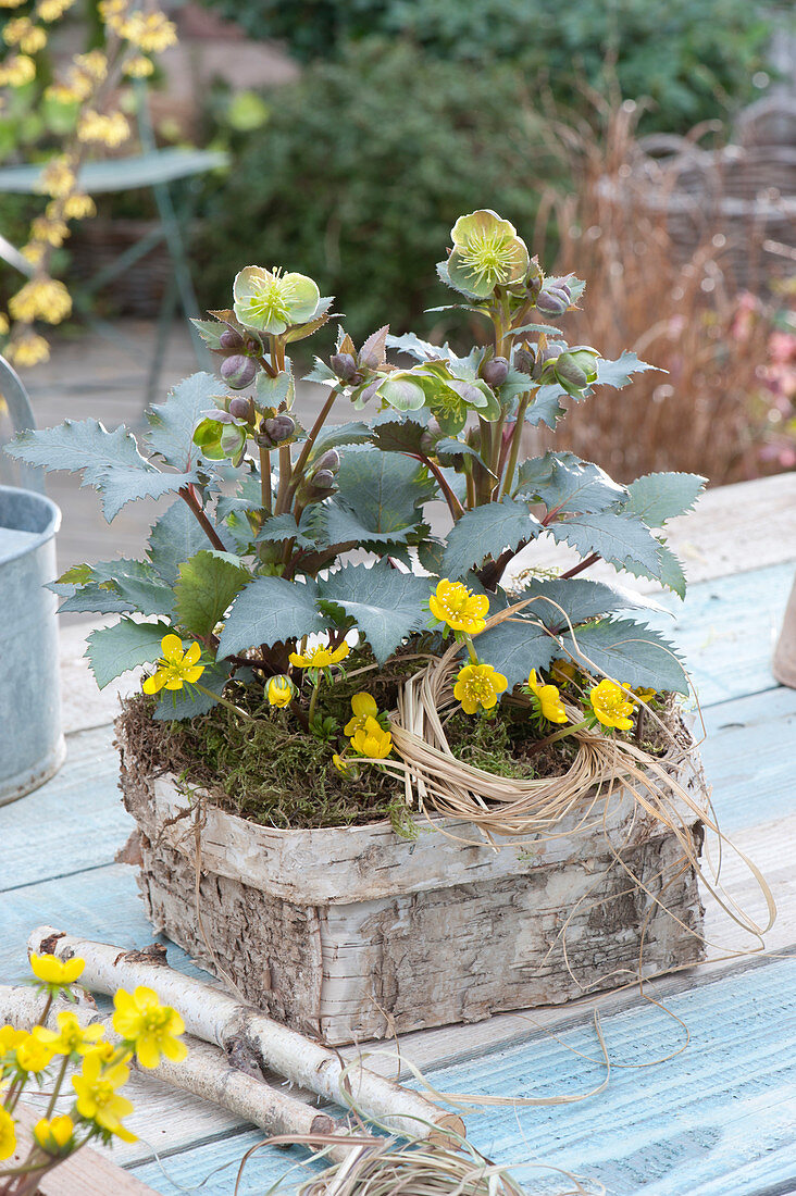 Helleborus X sternii 'Silver Shadow' with Eranthis