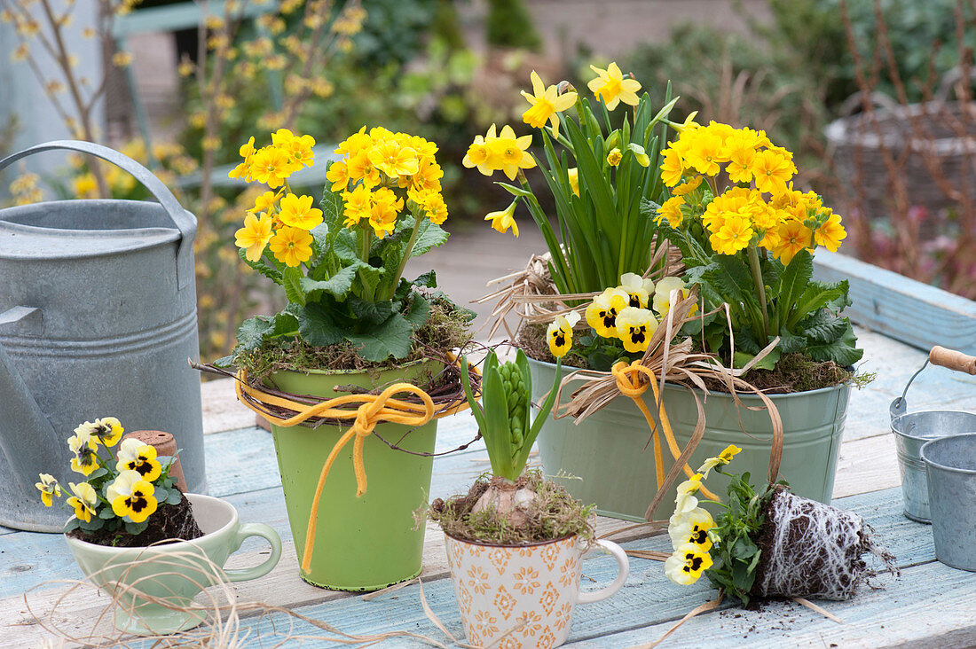 Primula Elatior Crescendo 'Yellow', Narcissus 'Tete A Tete'