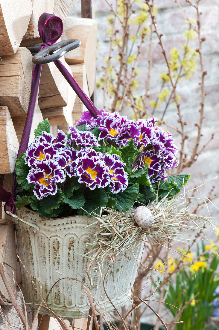 Primula 'Scirocco Duo' ( Primel ) im Topf aufgehängt