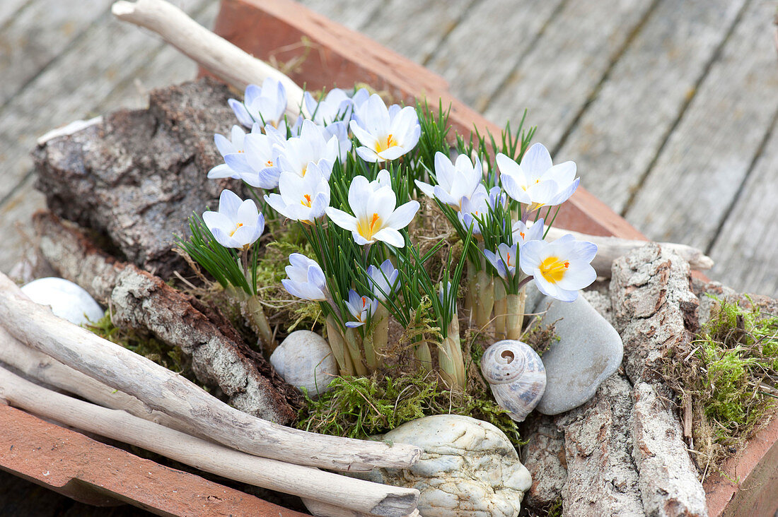 Crocus chrysanthus 'Blue Pearl' ( Kleiner Krokus ) mit Rinde