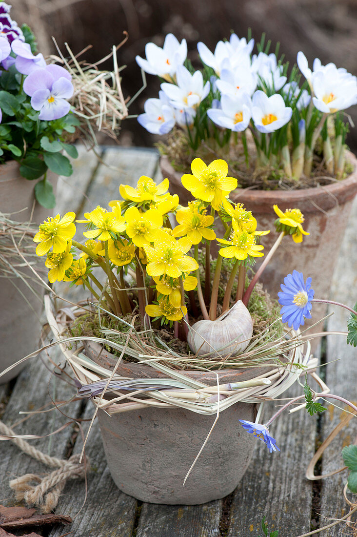 Crocus chrysanthus 'Blue Pearl' and Eranthis