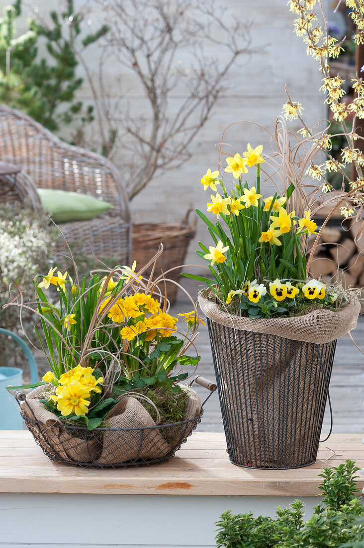 Yellow planted spring baskets: Narcissus 'Tete a Tete' (daffodils)