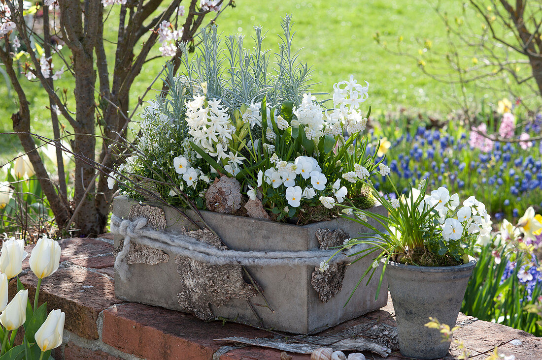 Gray concrete box and pot planted white