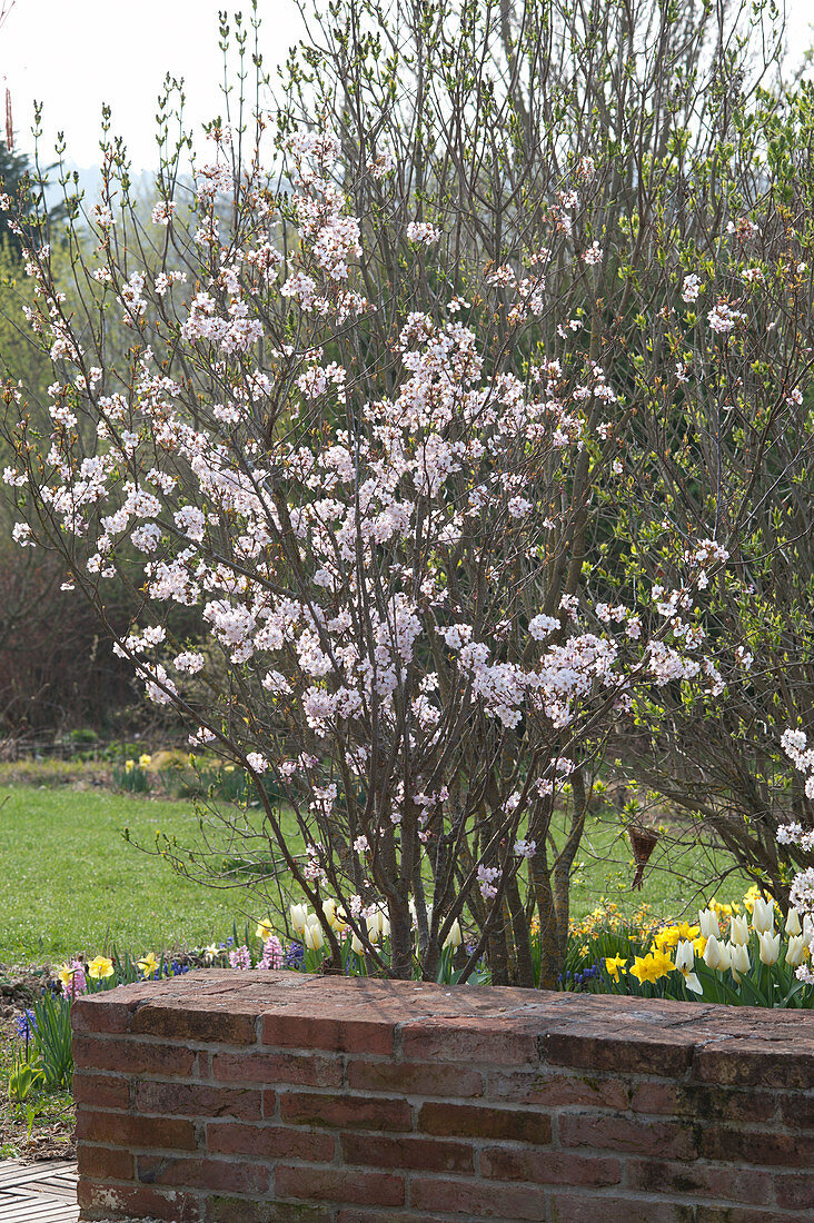 Prunus kurilensis in spring bed behind garden wall
