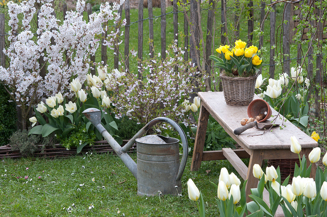 Weißes Frühlingsbeet: Prunus (Zierkirschen), Tulipa 'Purissima' (weiße)