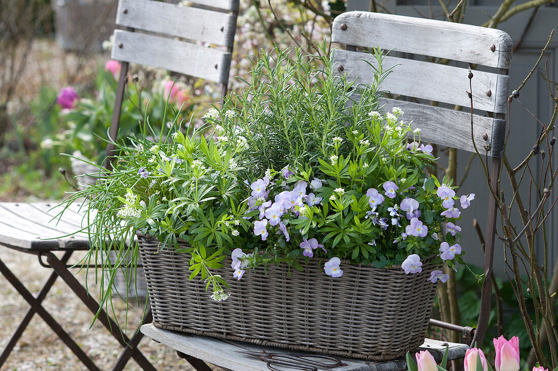 Basket with rosemary, Galium odoratum