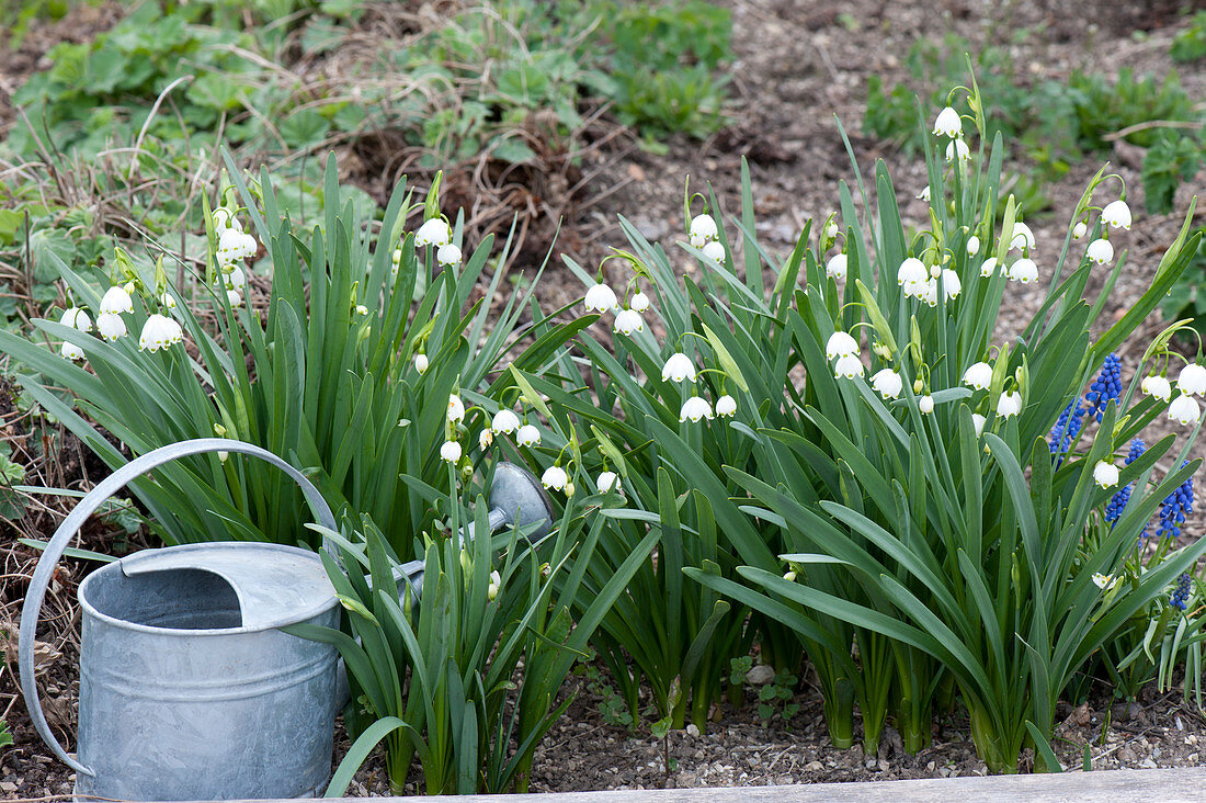 Leucojum vernum ( Märzenbecher, Frühlings-Knotenblume ) im Beet