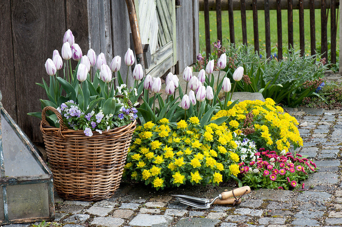 Tulipa 'Shirley' ( Tulpen ), Viola cornuta ( Hornveilchen ), Euphorbia