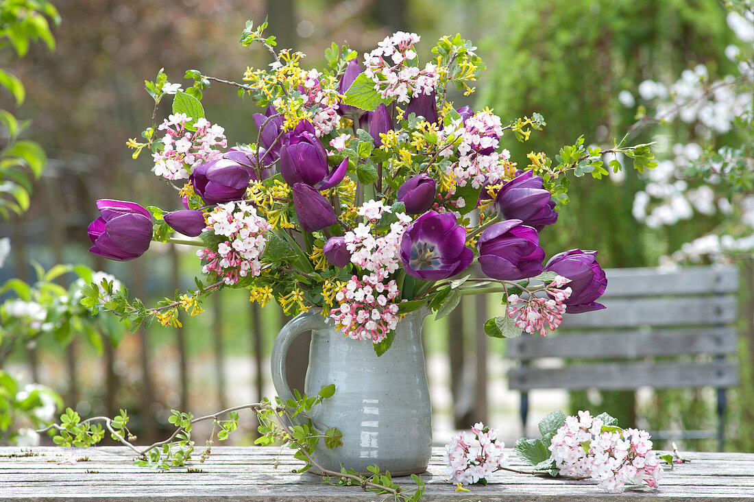 Duftender Frühlingsstrauß aus Tulipa 'Purple Prince' ( Tulpen ) und Zweigen