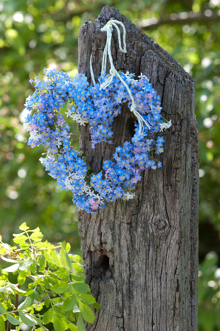 Heart of myosotis and flowers of Allium ursinum