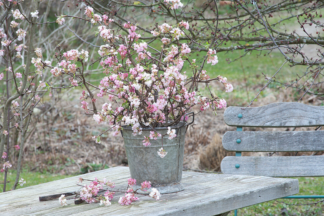 Fragrant Bouquet of Viburnum bodnantense 'Dawn'