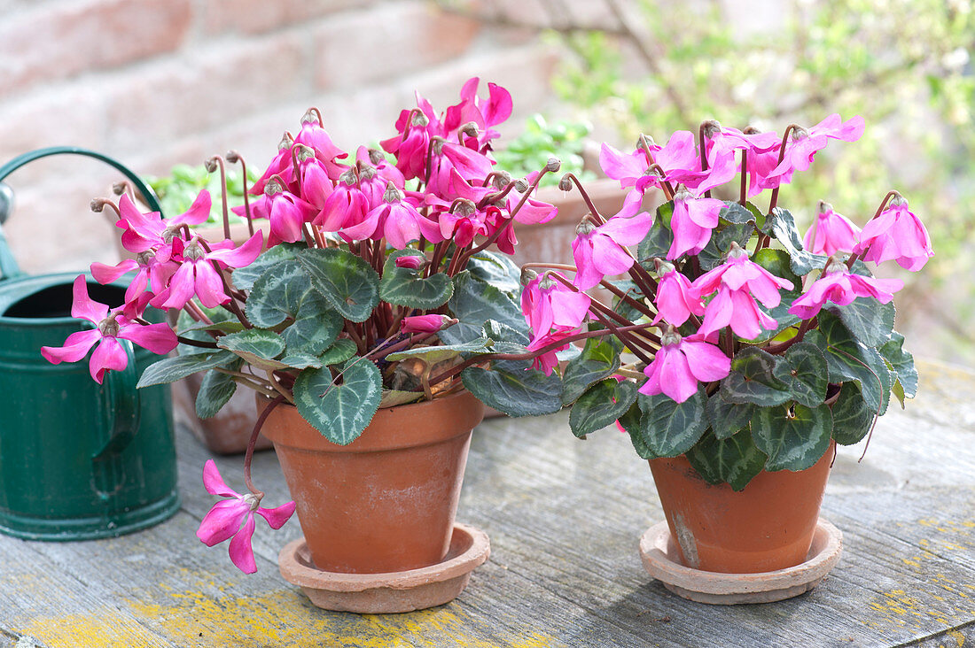 Cyclamen persicum 'Fleur En Vogue' (Pinwheel Cyclamen)