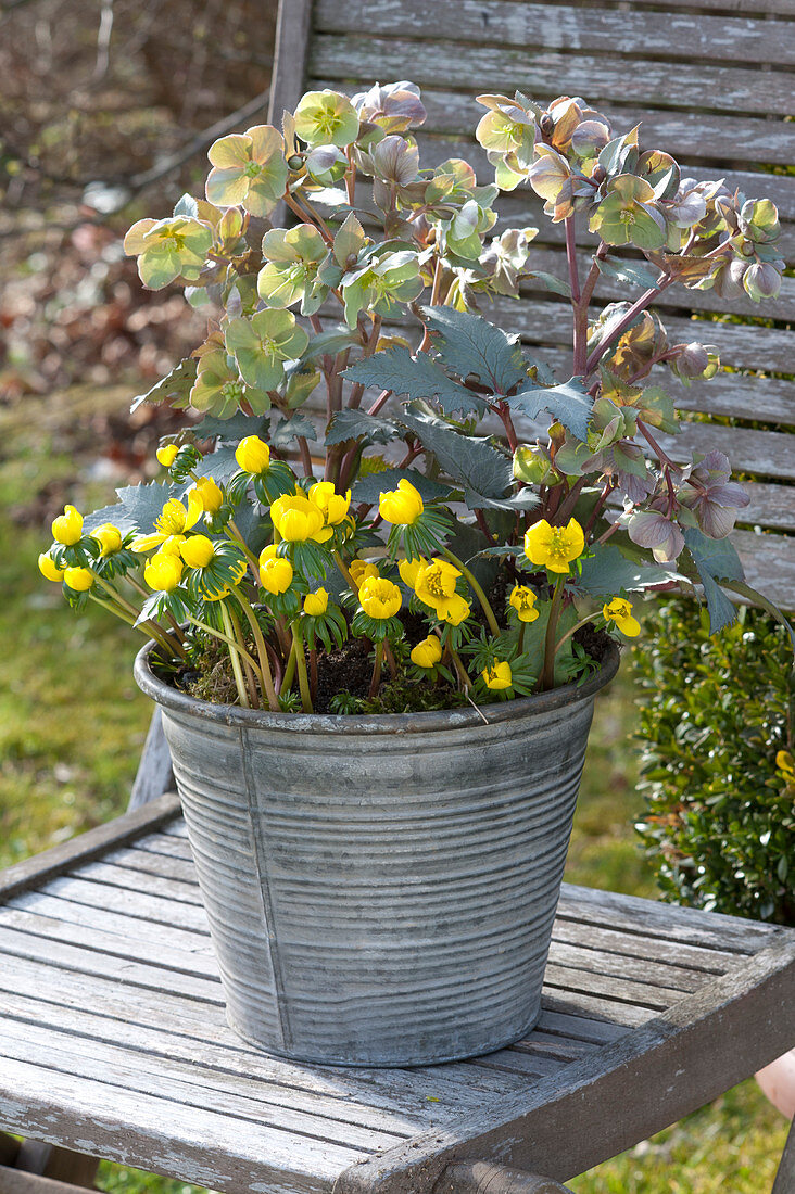 Eranthis hyemalis and Helleborus X sternii 'Silver Shadow'