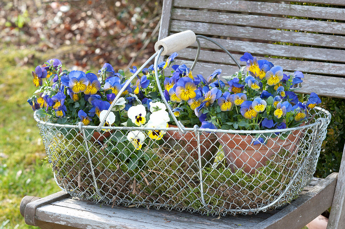 Wire basket with viola cornuta sorbet 'Morpho', 'Lemon Ice Blotch'