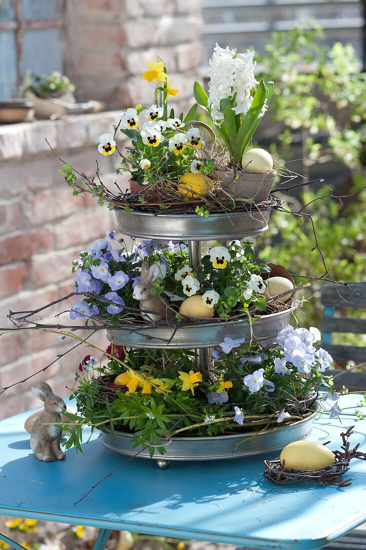 Viola cornuta (horn violet), Hyacinthus 'White Pearl' (hyacinth)