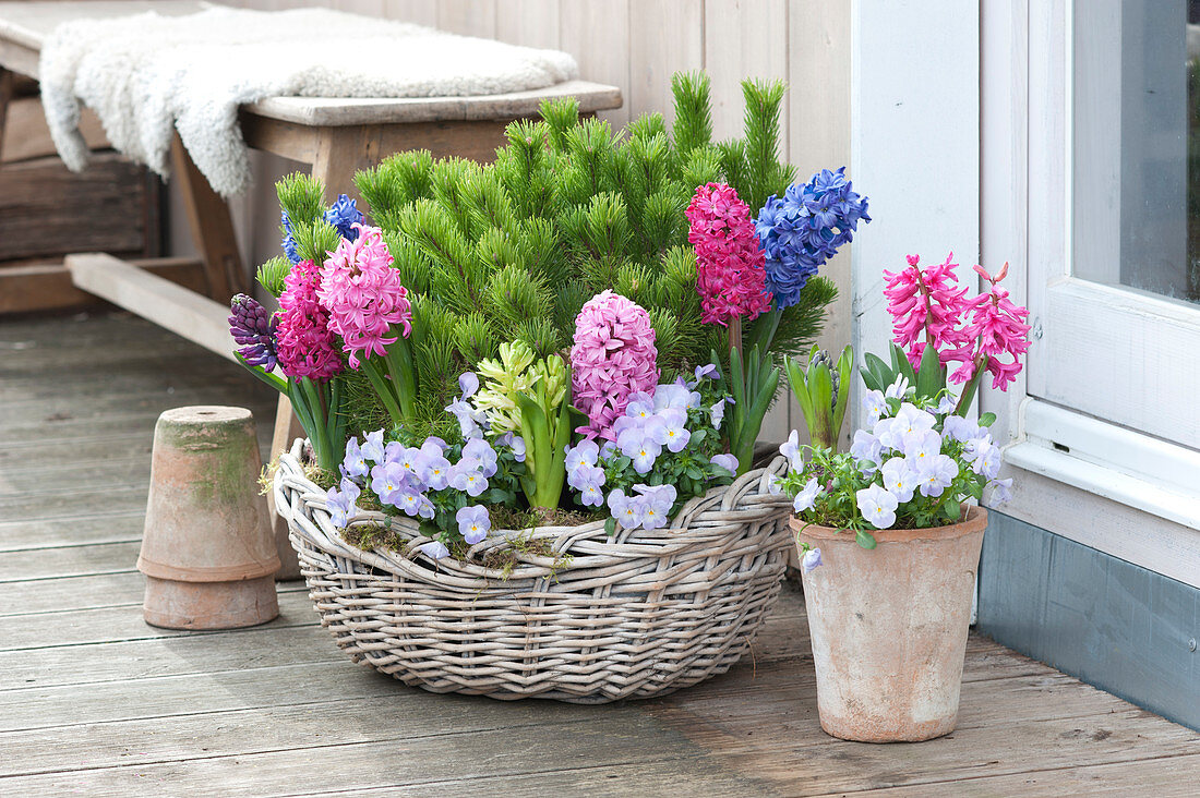 Pinus mugo mughus (Krummholz pine, mountain pine) with Hyacinthus