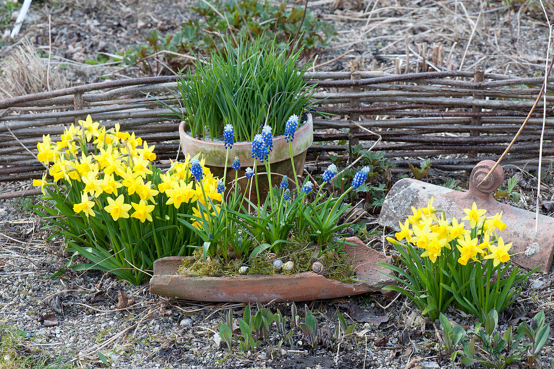 Narcissus 'Tete A Tete' (Daffodil), Muscari Aucheri 'Mount Hood'