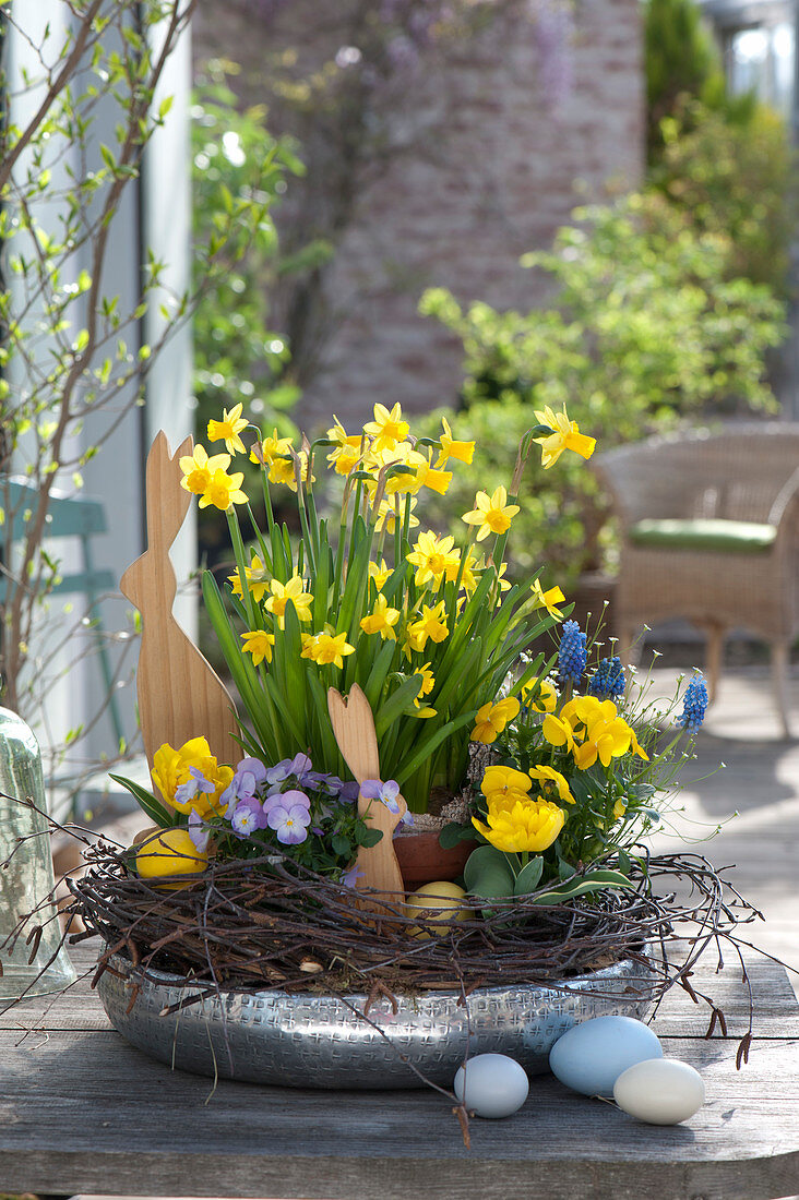 Narcissus 'Tete A Tete', Tulipa 'Calimero', Viola