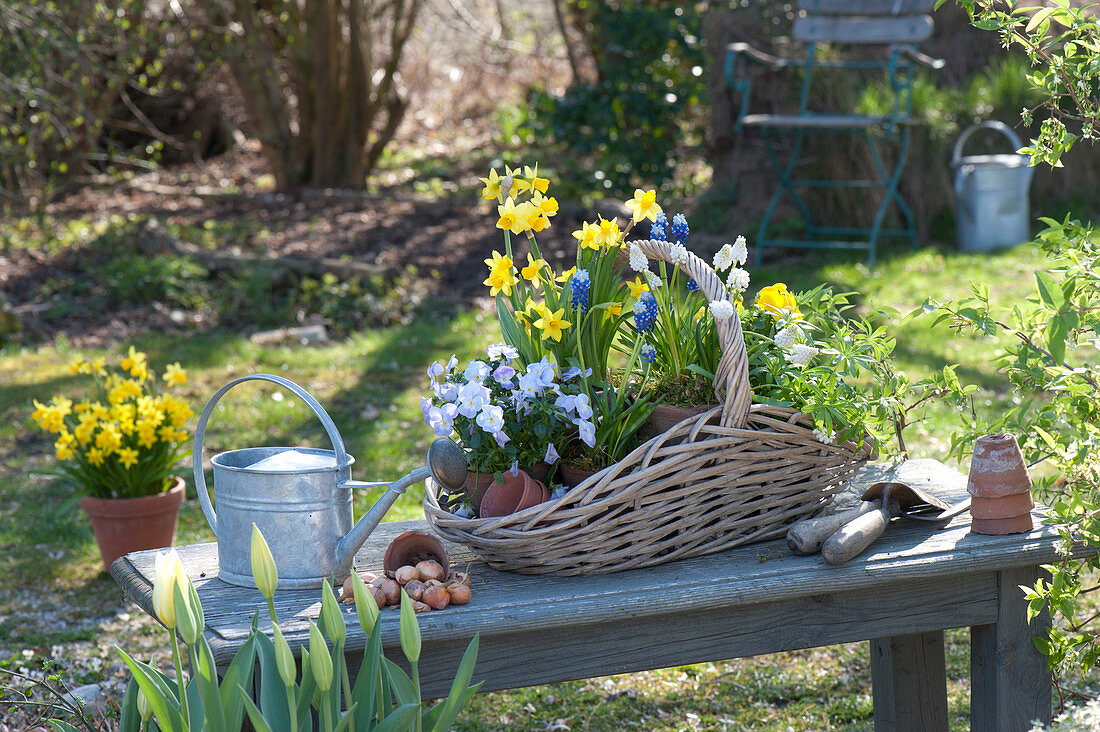 Narcissus 'Tete A Tete', Viola cornuta 'Lavender Blush'