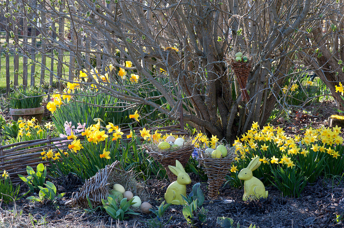 Easter in the garden with Narcissus 'Jetfire', 'Tete A Tete'